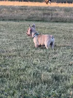Lucy, a female French Bulldog for sale in Lebanon, TN – 6 of 8