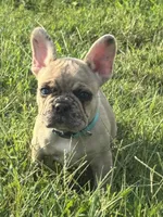 Lucy, a female French Bulldog for sale in Lebanon, TN – 7 of 8