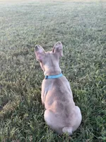 Lucy, a female French Bulldog for sale in Lebanon, TN – 3 of 8