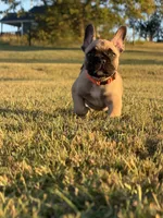Gibby, a male French Bulldog for sale in Lebanon, TN – 5 of 9