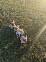 Gibby, a male French Bulldog for sale in Lebanon, TN – 7 of 9