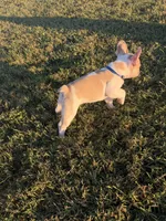 Oliver, a male French Bulldog for sale in Lebanon, TN – 5 of 7