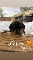 Chloe, a female Rottweiler and American Pit Bull Terrier for sale in Denver, CO – Photo 2 of 2