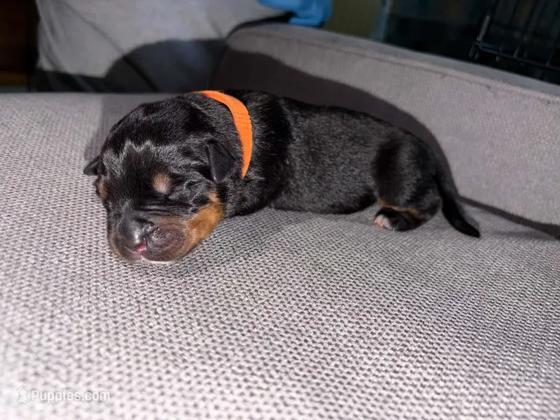 Chloe – Rottweiler, American Pit Bull Terrier puppy for sale in Denver, CO