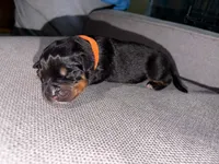 Chloe, a female Rottweiler and American Pit Bull Terrier for sale in Denver, CO – Photo 1 of 2