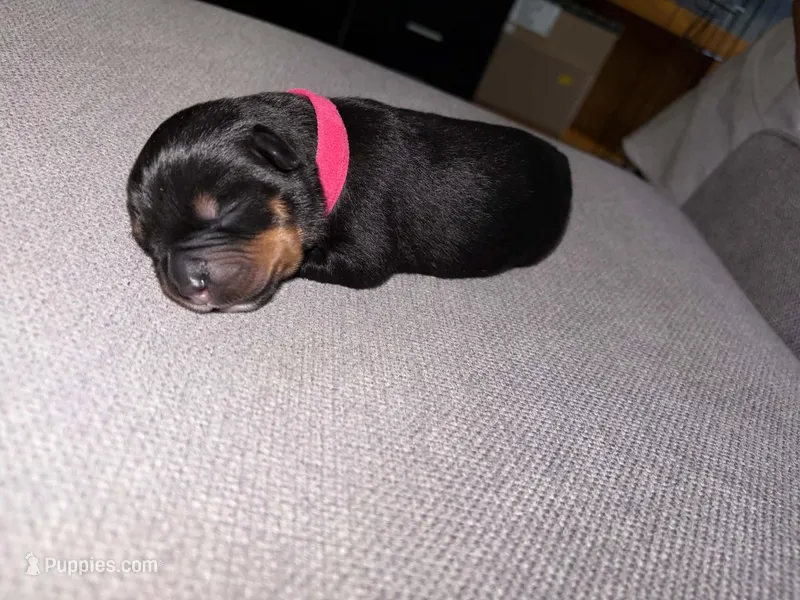 Luna  – Rottweiler, American Pit Bull Terrier puppy for sale in Denver, CO