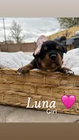 Luna , a female Rottweiler and American Pit Bull Terrier for sale in Denver, CO – Photo 3 of 3