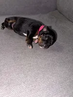 Luna , a female Rottweiler and American Pit Bull Terrier for sale in Denver, CO – Photo 2 of 3