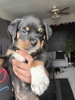 Dior , a female Rottweiler and American Pit Bull Terrier for sale in Denver, CO – 4 of 7