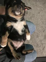 Dior , a female Rottweiler and American Pit Bull Terrier for sale in Denver, CO – 3 of 7