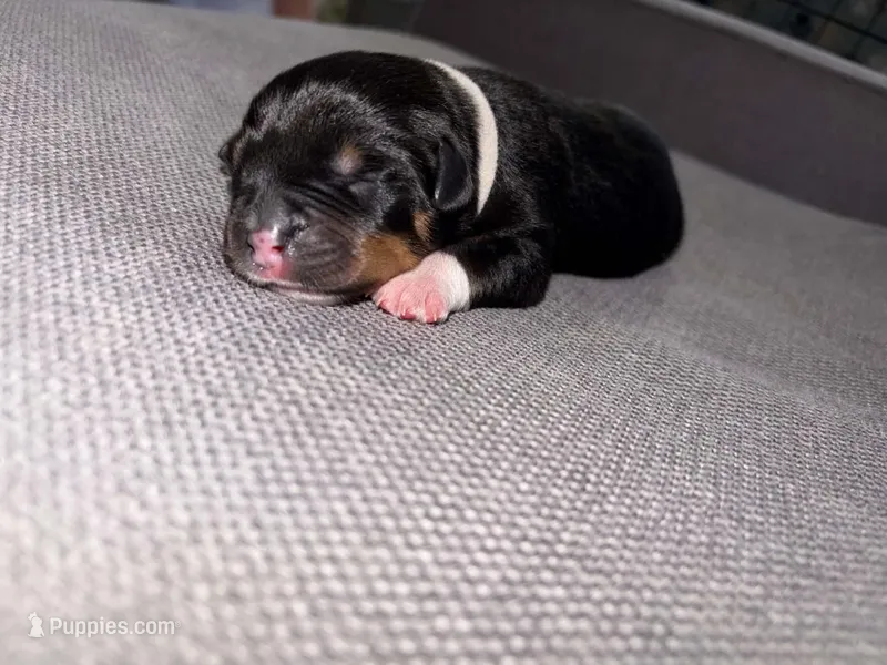 Dior  – Rottweiler, American Pit Bull Terrier puppy for sale in Denver, CO