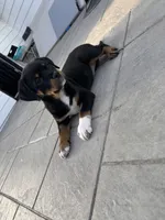 Dior , a female Rottweiler and American Pit Bull Terrier for sale in Denver, CO – 5 of 7