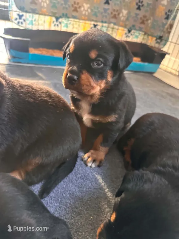 Bella 🩷 – Rottweiler, American Pit Bull Terrier puppy for sale in Denver, CO