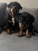 Bella 🩷, a female Rottweiler and American Pit Bull Terrier for sale in Denver, CO – 2 of 2