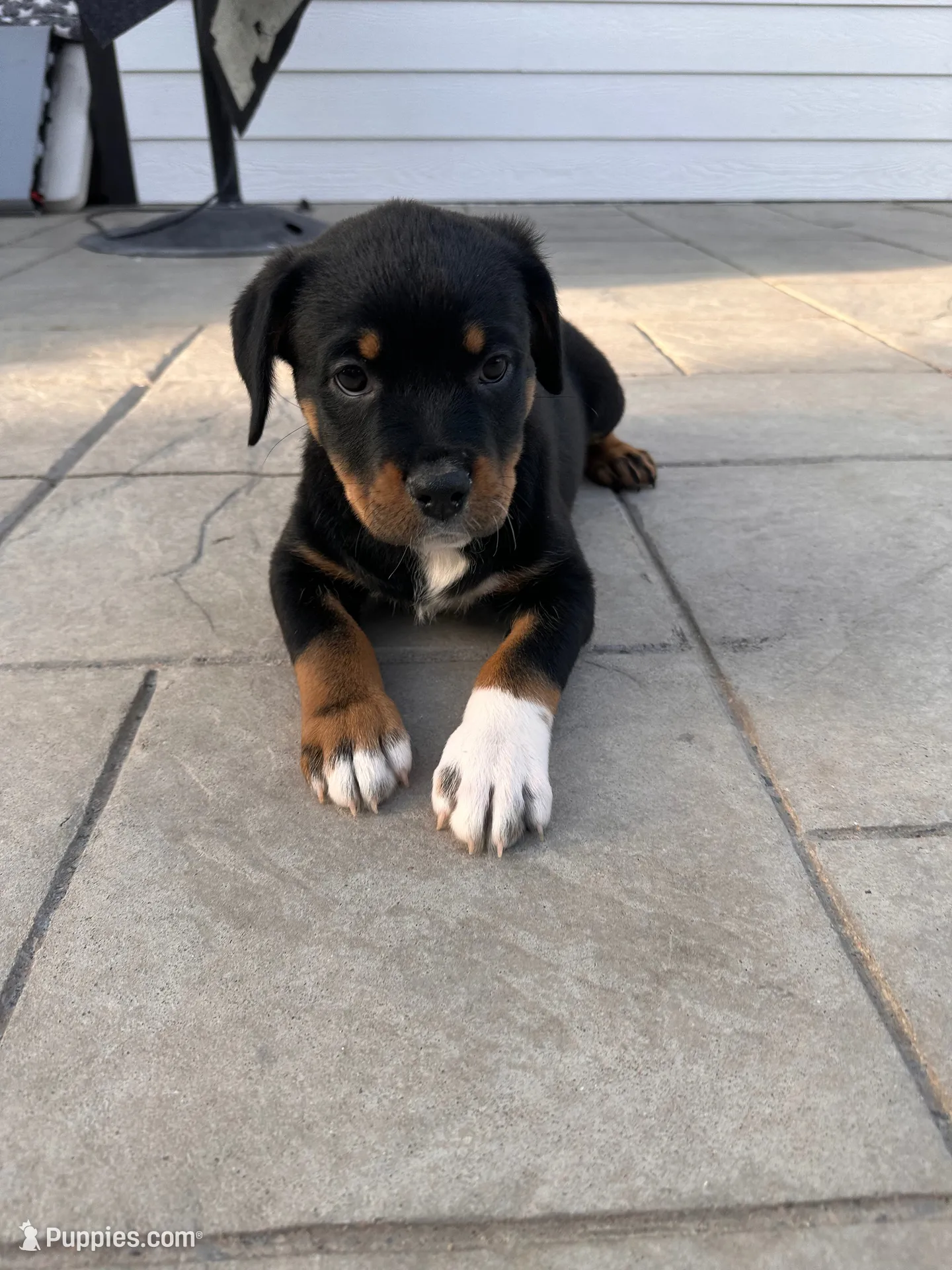 Dior , a female Rottweiler and American Pit Bull Terrier for sale in Denver, CO – 7 of 7