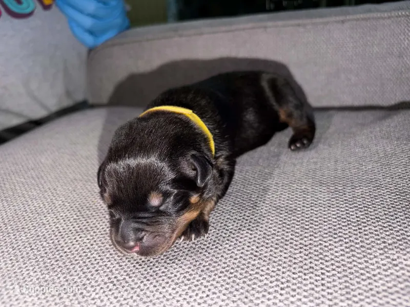 Arlo – Rottweiler, American Pit Bull Terrier puppy for sale in Denver, CO