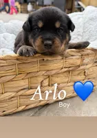 Arlo, a male Rottweiler and American Pit Bull Terrier for sale in Denver, CO – Photo 2 of 2