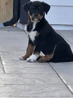 Dior , a female Rottweiler and American Pit Bull Terrier for sale in Denver, CO – 6 of 7