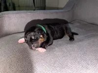 Rocky , a male Rottweiler and American Pit Bull Terrier for sale in Denver, CO – Photo 1 of 2