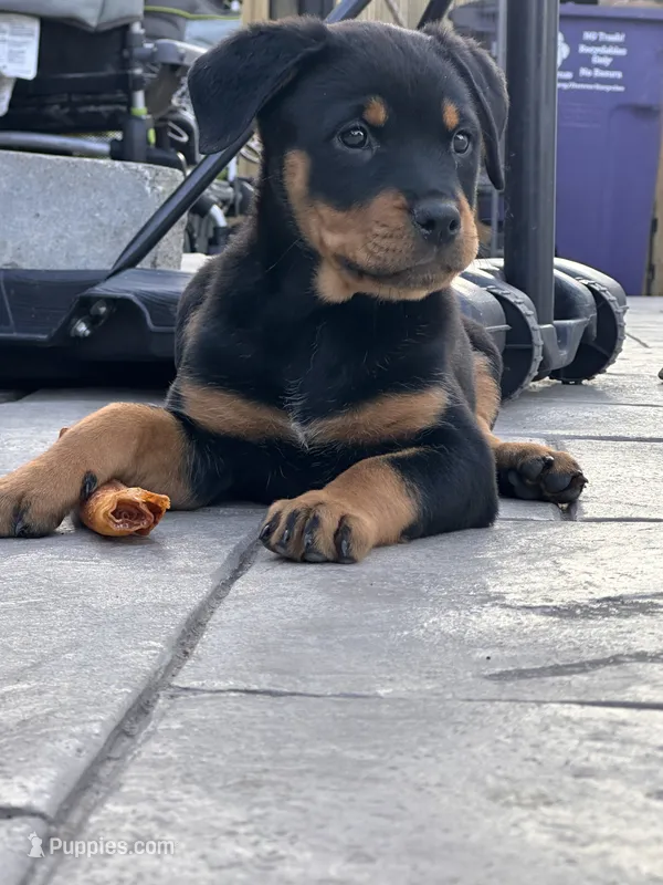 Stella 🩵 – Rottweiler, American Pit Bull Terrier puppy for sale in Denver, CO