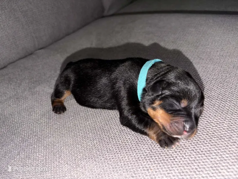 Stella  – Rottweiler, American Pit Bull Terrier puppy for sale in Denver, CO