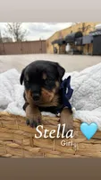Stella , a female Rottweiler and American Pit Bull Terrier for sale in Denver, CO – Photo 2 of 2