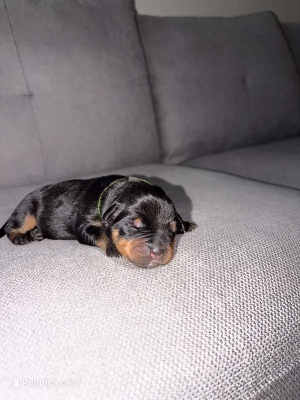 Bella  – Rottweiler, American Pit Bull Terrier puppy for sale in Denver, CO