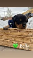 Bella , a female Rottweiler and American Pit Bull Terrier for sale in Denver, CO – Photo 2 of 2