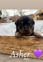 Asher , a male Rottweiler and American Pit Bull Terrier for sale in Denver, CO – Photo 2 of 2