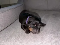 Asher , a male Rottweiler and American Pit Bull Terrier for sale in Denver, CO – Photo 1 of 2