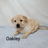 Oakley, a female Labrador Retriever for sale in Cato, NY – 2 of 4