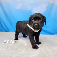 Annie AKC, a female Labrador Retriever for sale in Cato, NY – Photo 2 of 4