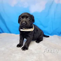 Annie AKC, a female Labrador Retriever for sale in Cato, NY – Photo 1 of 4
