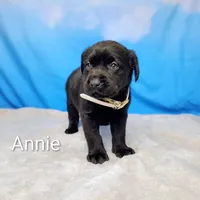 Annie AKC, a female Labrador Retriever for sale in Cato, NY – Photo 3 of 4