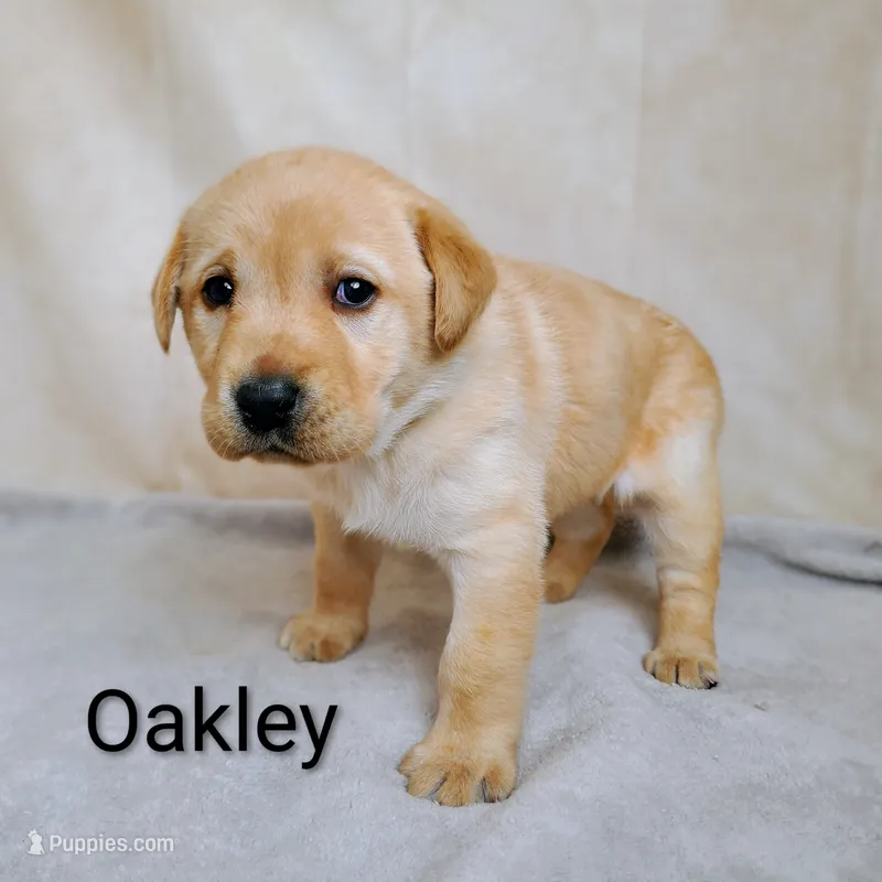 Oakley – Labrador Retriever puppy for sale in Cato, NY