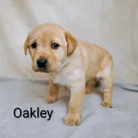 Oakley, a female Labrador Retriever for sale in Cato, NY – 1 of 4