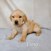 Elmo AKC, a male Labrador Retriever for sale in Cato, NY – 4 of 4