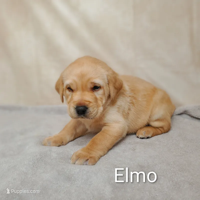 Elmo AKC – Labrador Retriever puppy for sale in Cato, NY