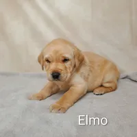 Elmo AKC, a male Labrador Retriever for sale in Cato, NY – 1 of 4
