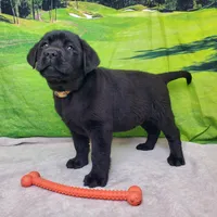 Annie AKC, a female Labrador Retriever for sale in Cato, NY – Photo 9 of 9