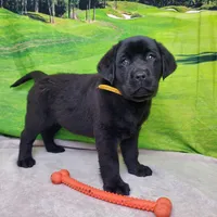 Annie AKC, a female Labrador Retriever for sale in Cato, NY – Photo 1 of 9