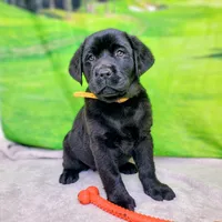 Annie AKC, a female Labrador Retriever for sale in Cato, NY – Photo 8 of 9