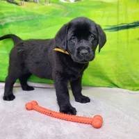 Annie AKC, a female Labrador Retriever for sale in Cato, NY – Photo 7 of 9