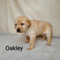 Oakley, a female Labrador Retriever for sale in Cato, NY – 4 of 4