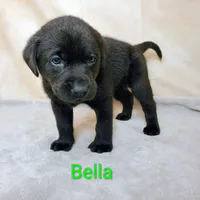 Bella AKC, a female Labrador Retriever for sale in Cato, NY – 2 of 4