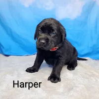 Harper AKC, a male Labrador Retriever for sale in Cato, NY – Photo 2 of 4