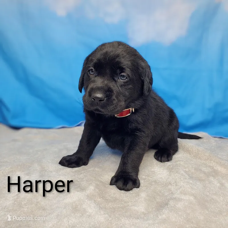 Harper AKC