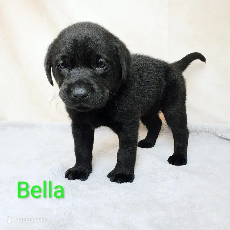 Bella AKC – Labrador Retriever puppy for sale in Cato, NY