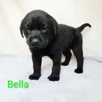 Bella AKC, a female Labrador Retriever for sale in Cato, NY – 1 of 4