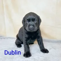 Dublin AKC, a male Labrador Retriever for sale in Cato, NY – 1 of 4